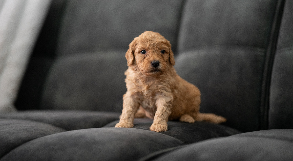 Labradoodle