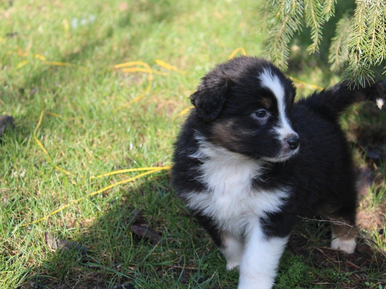 Mijn vrouw denkt dat hij een pitbull is, ons werd verteld dat hij een mix  is van labrador en Ierse wolfshond. Ik ben in beide gevallen blij, maar  wilde graag wat andere, image size:1255x941