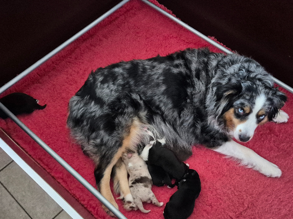 Miniature American Shepherd
