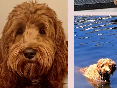 Australian Labradoodle