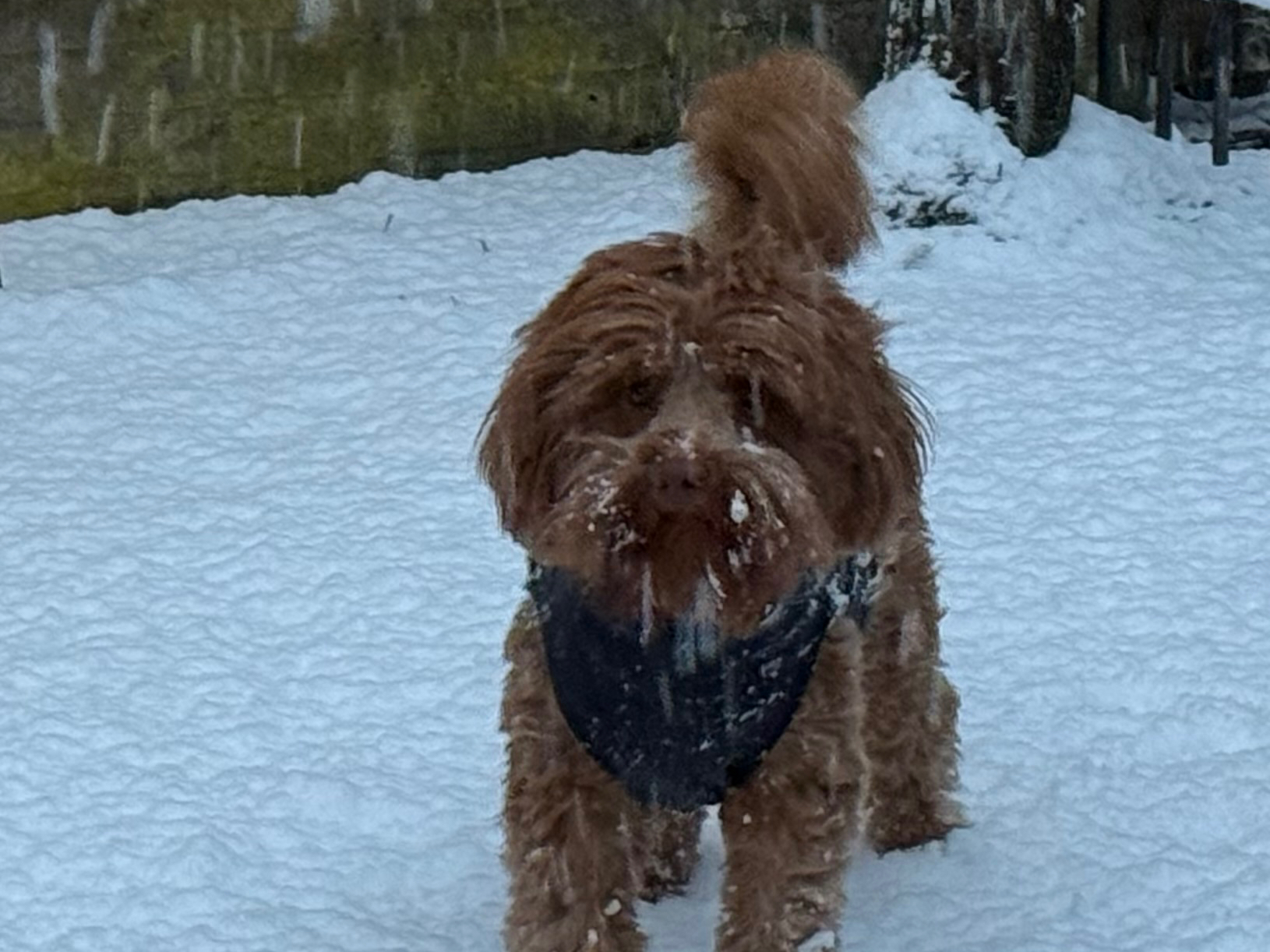 Australian Labradoodle
