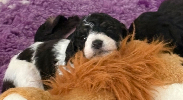 Bernedoodle