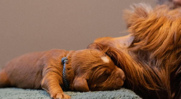 Australian Labradoodle