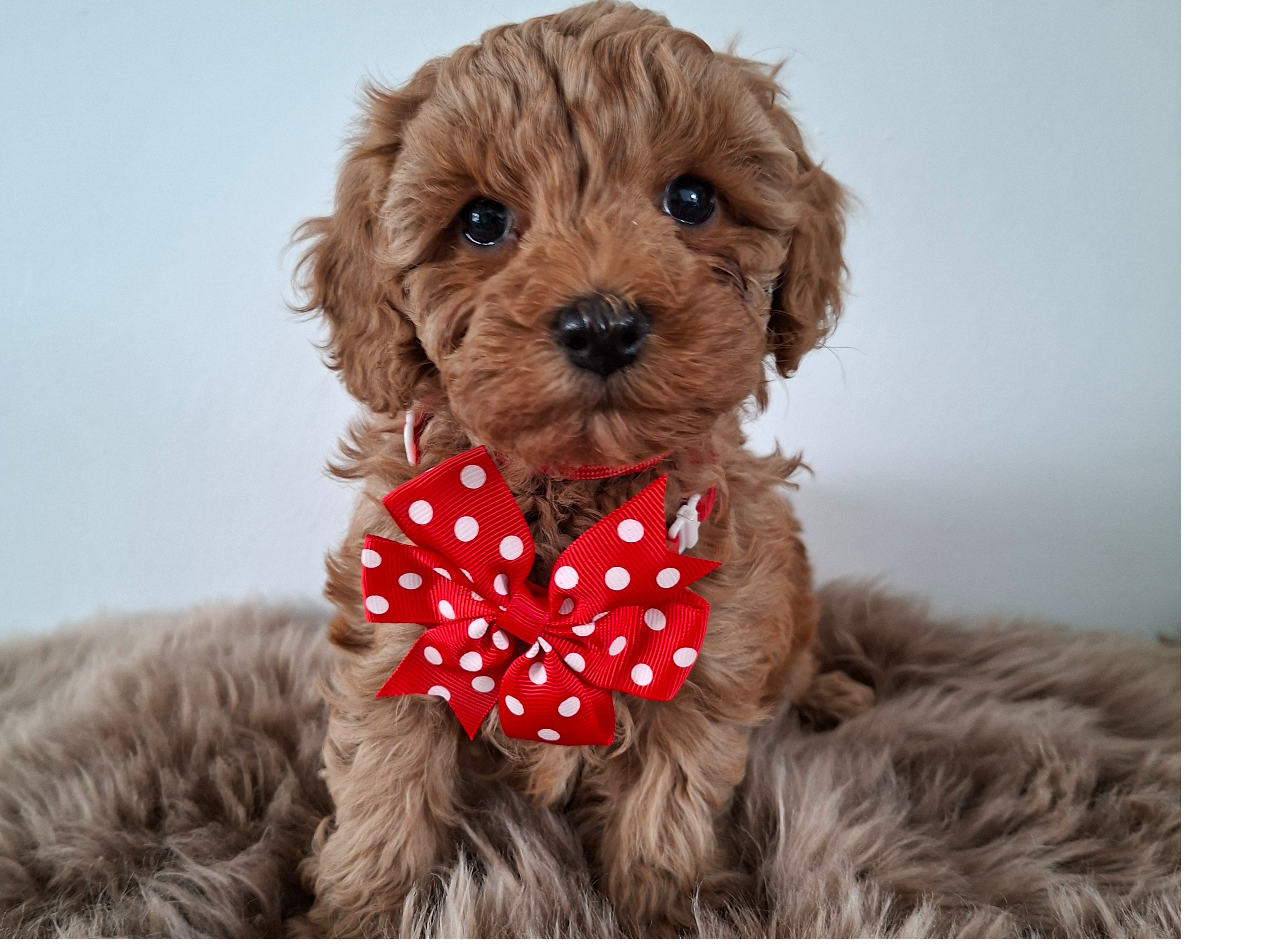 Australian Labradoodle