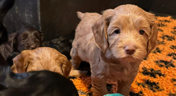 Australian Labradoodle