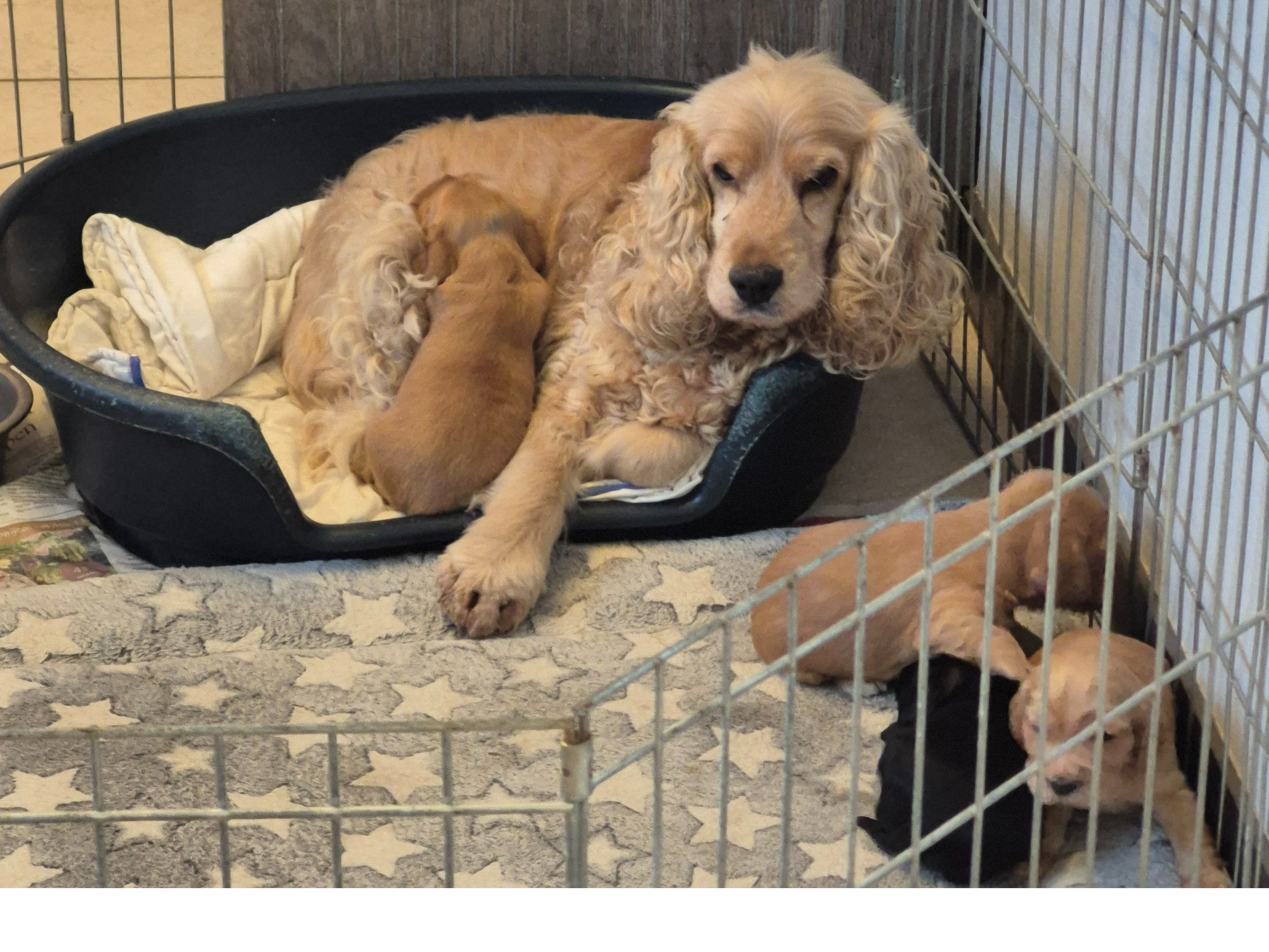 Engelse Cocker Spaniel