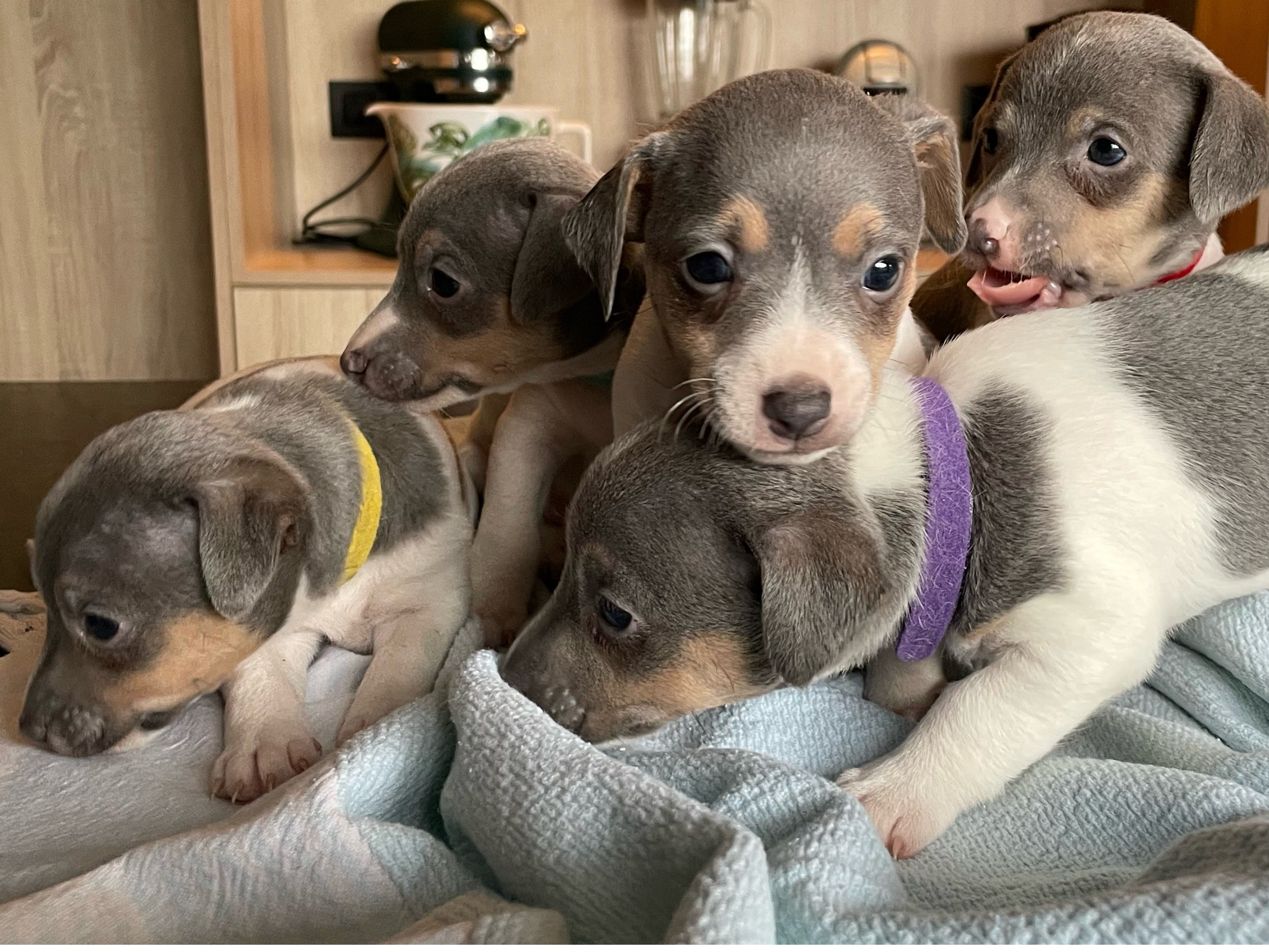 Jack Russell Terriër