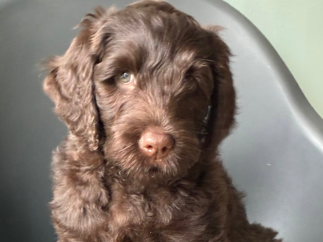 Australian Labradoodle