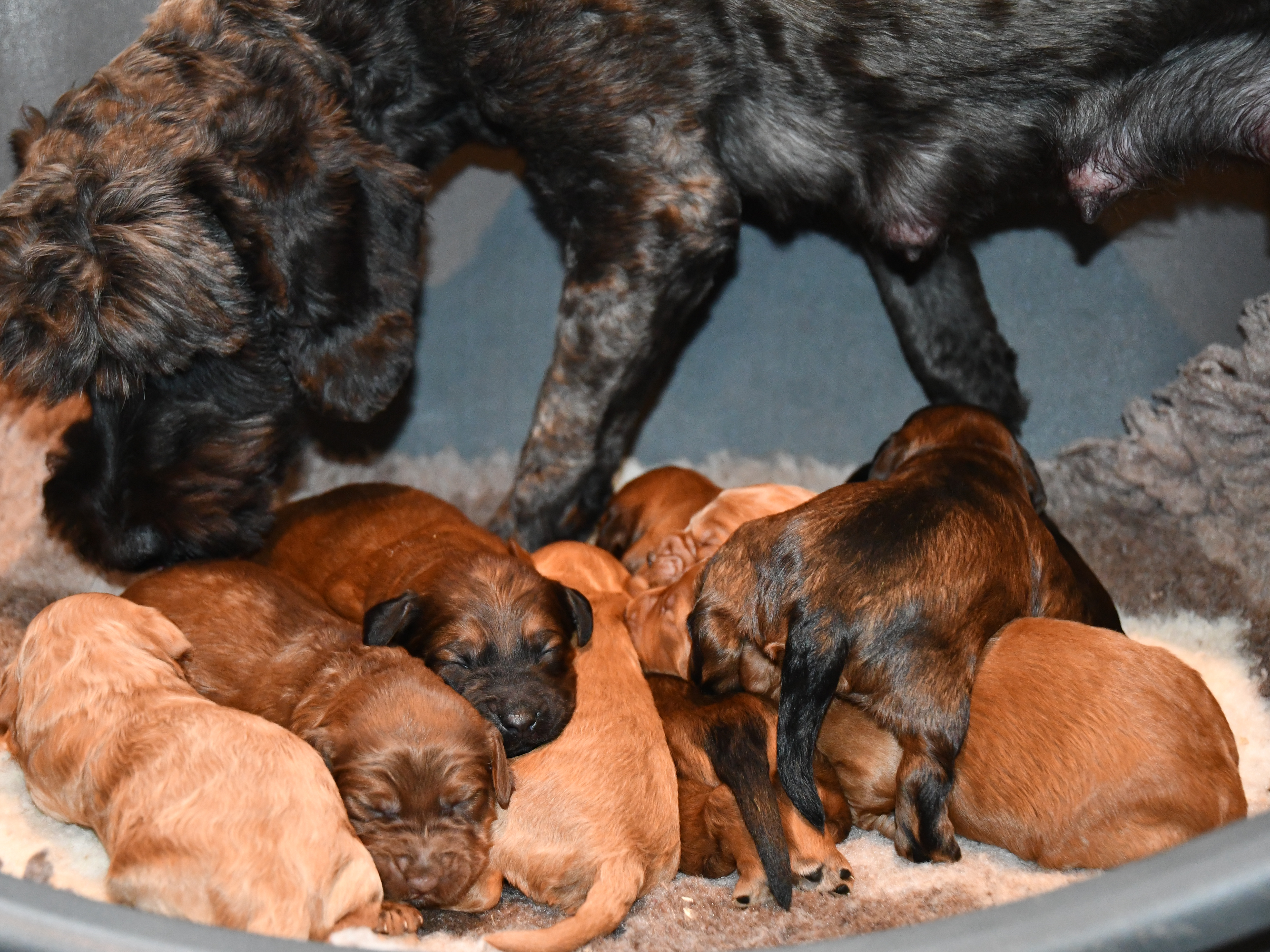 Australian Labradoodle