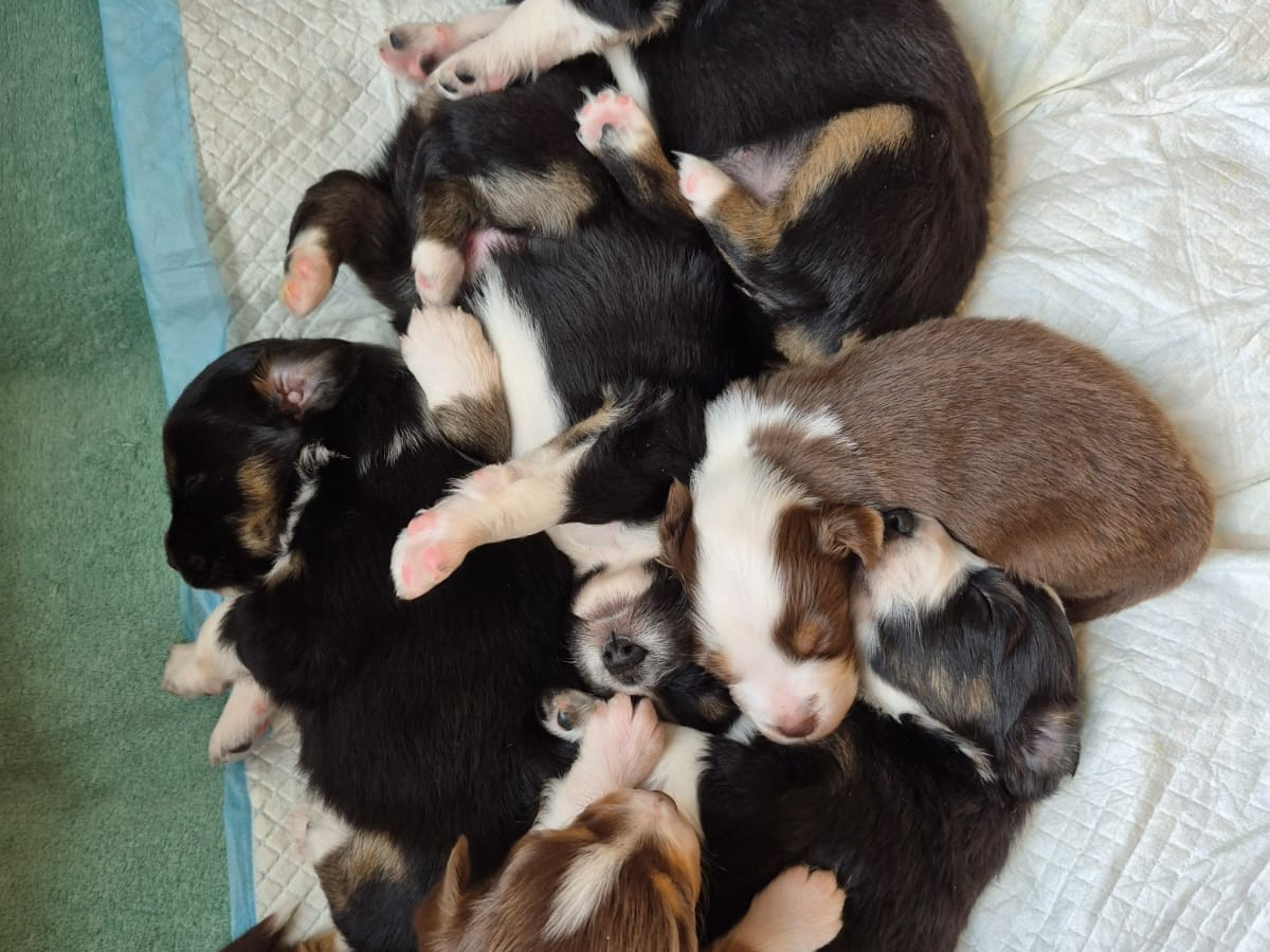 Miniature American Shepherd