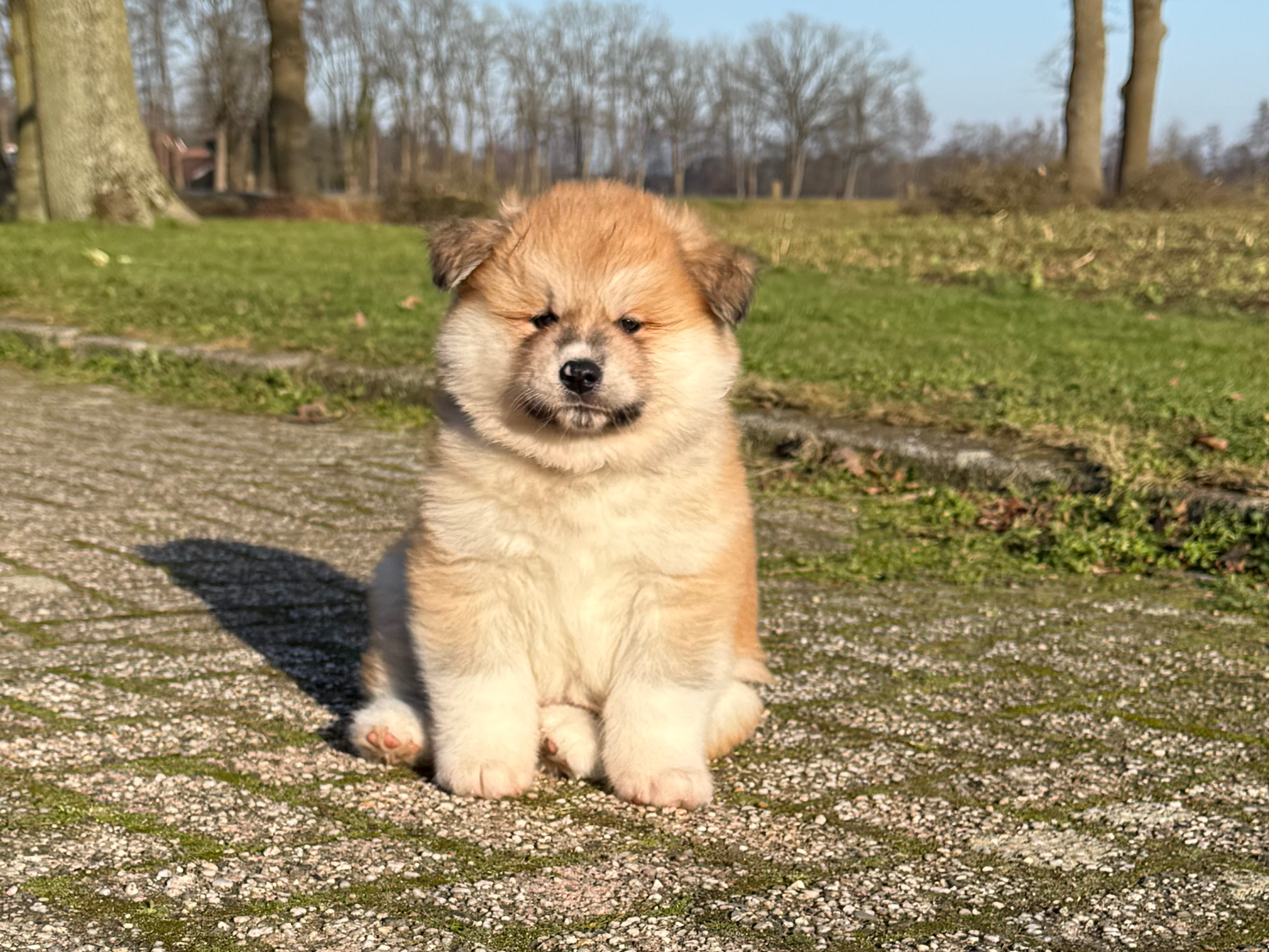 Akita