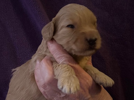 Australian Labradoodle