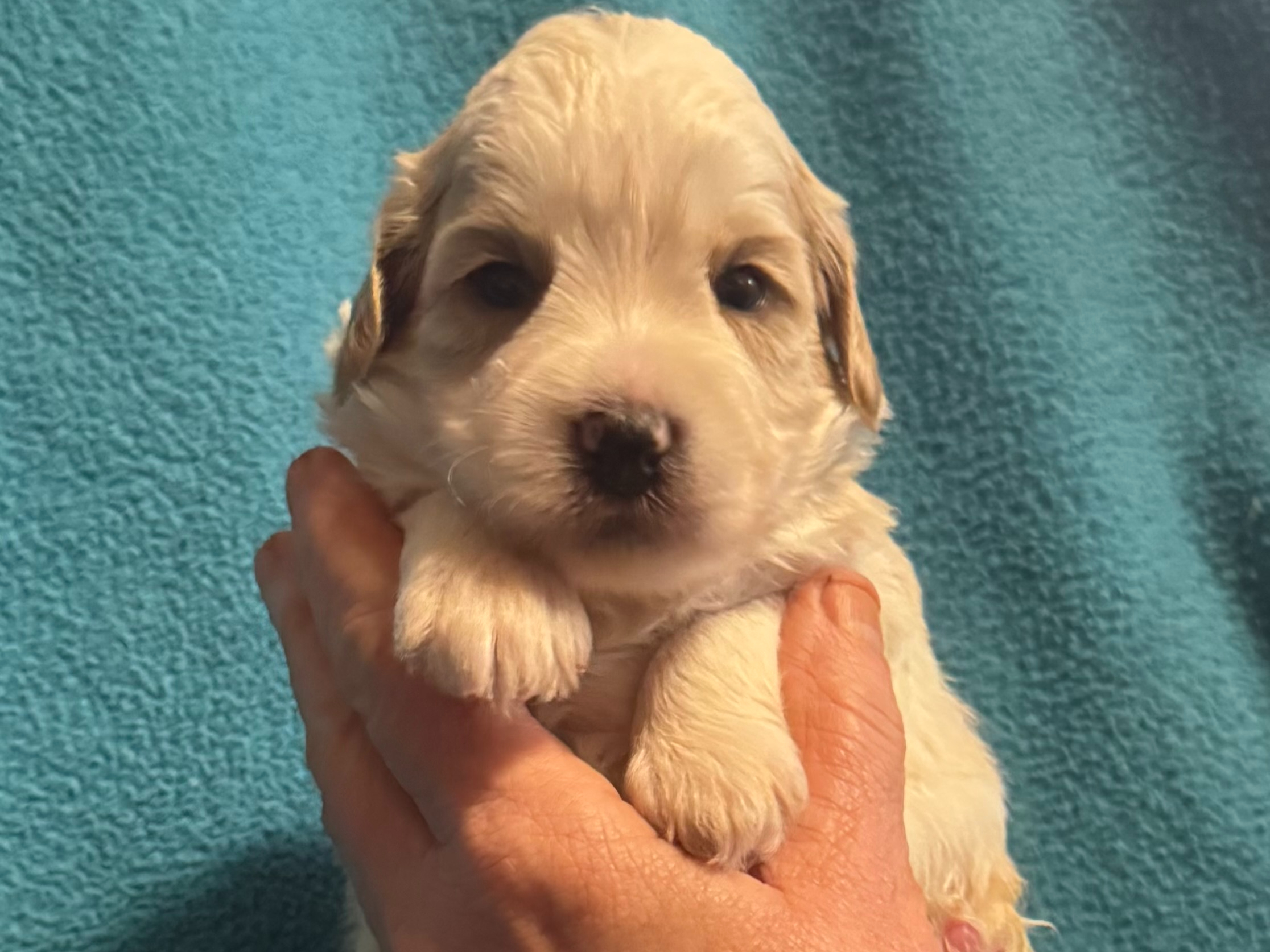Australian Labradoodle