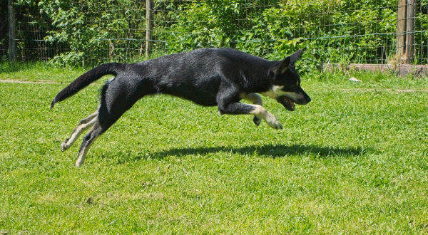 Australian Kelpie