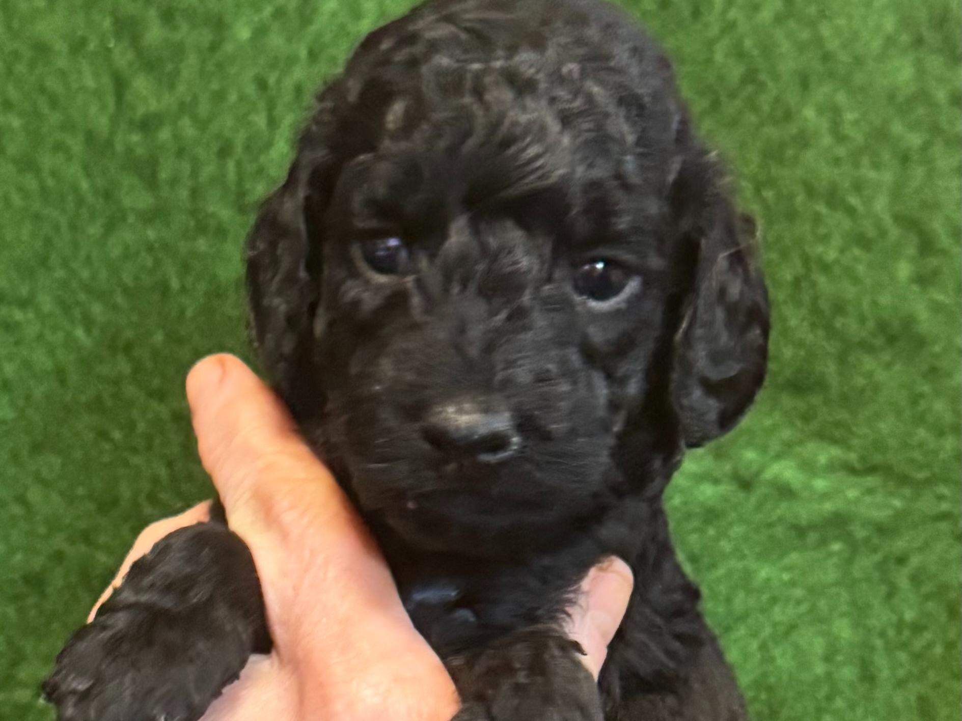 Australian Labradoodle