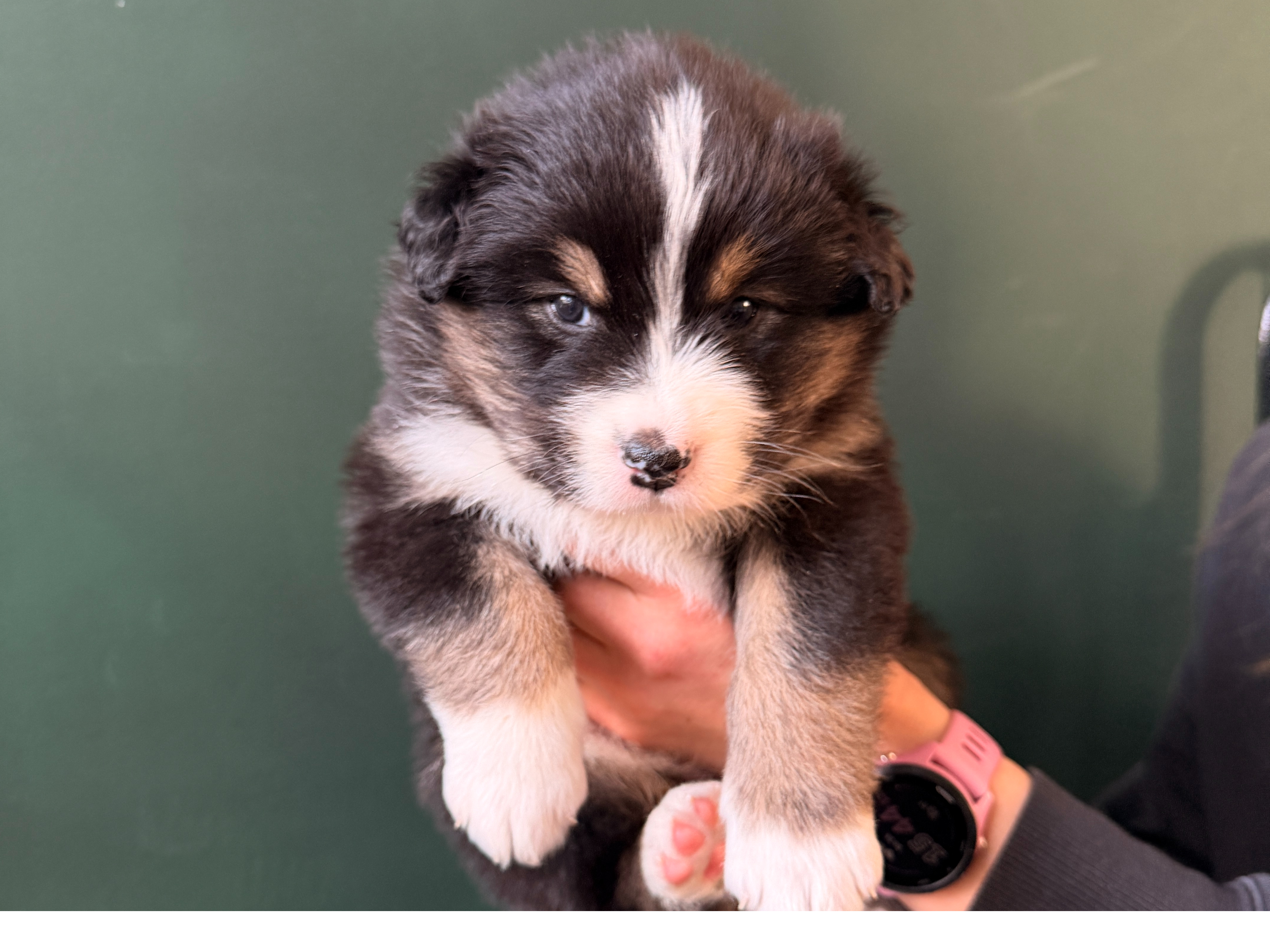 Australian Shepherd