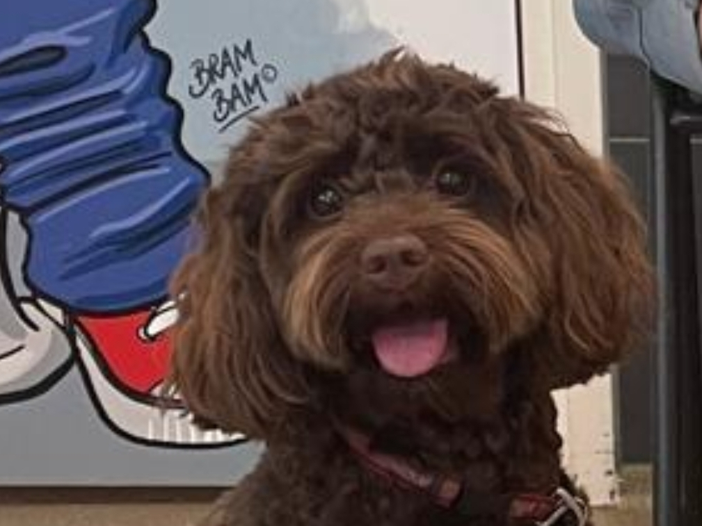 Australian Labradoodle