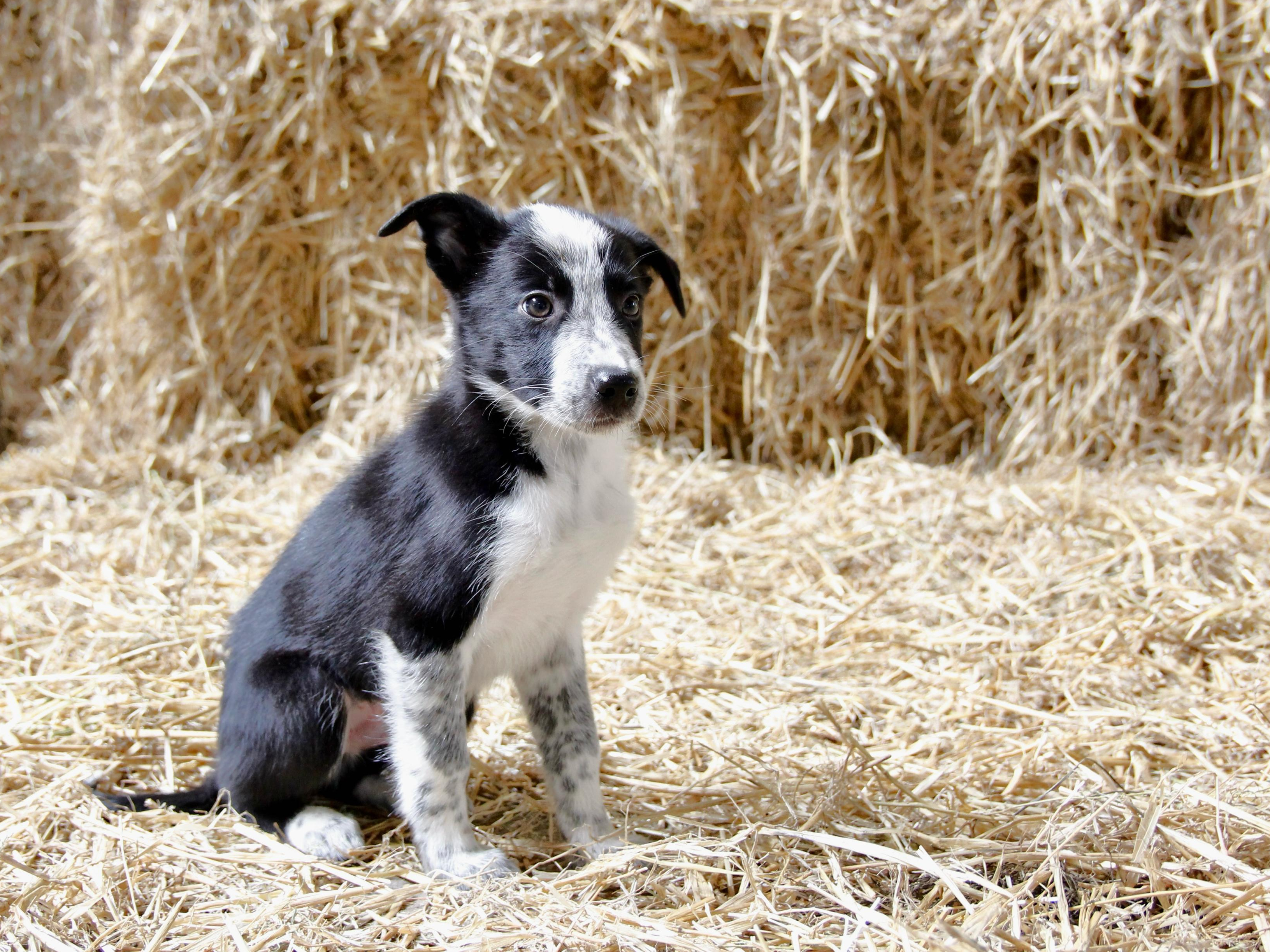 Border Collie