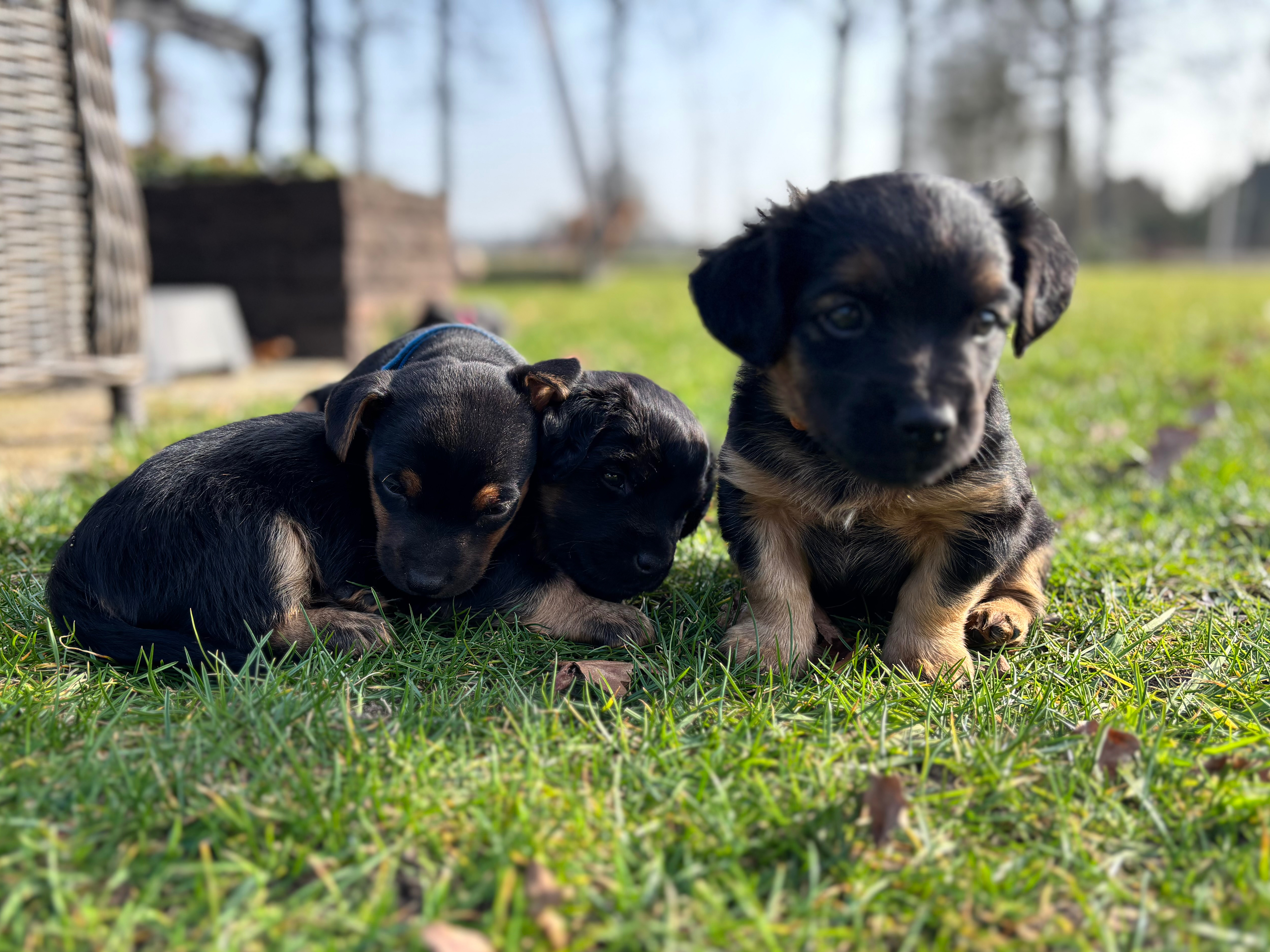 Jack Russell Terriër