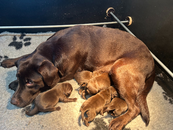 Labrador Retriever