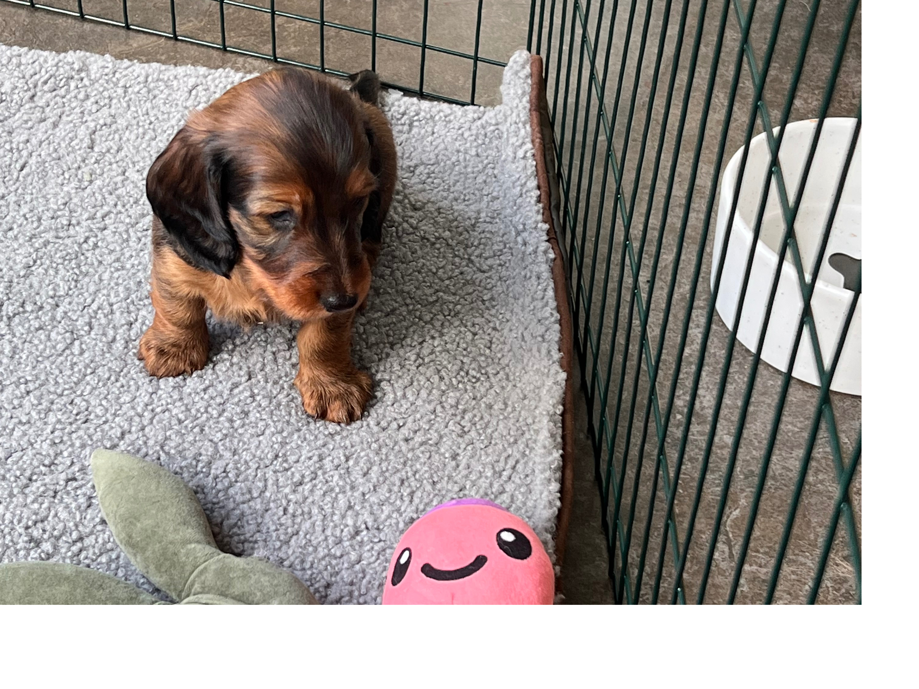 Teckel / Standaard Dashond