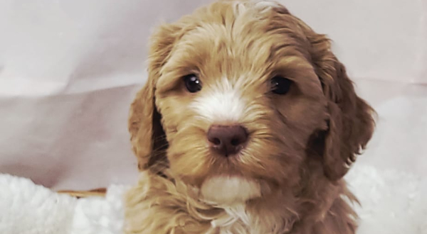 Australian Labradoodle