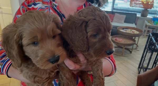 Australian Labradoodle