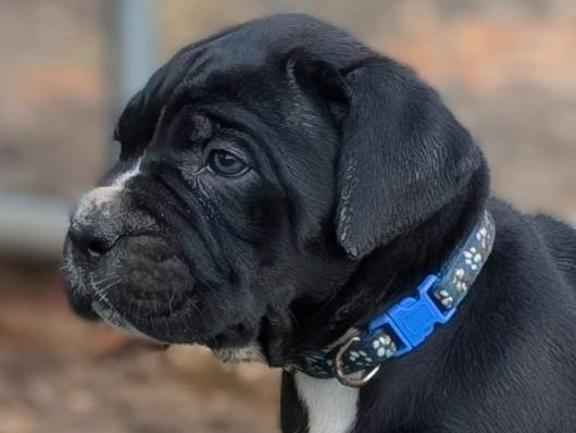 Cane Corso
