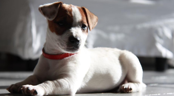 Jack Russell Terriër