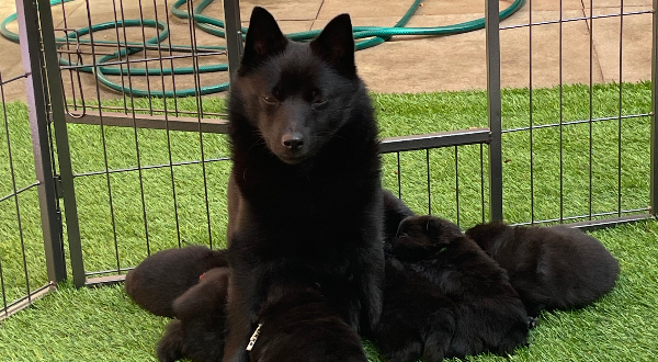 Schipperke