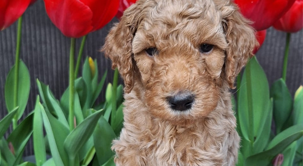 Labradoodle
