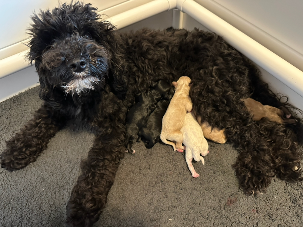 Australian Labradoodle