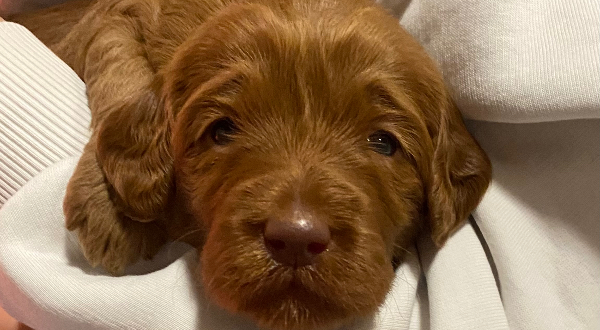 Australian Labradoodle