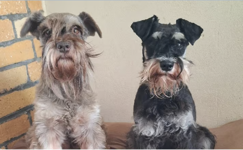 Dwergschnauzer