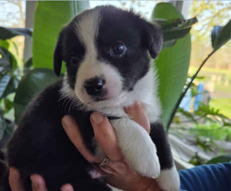 Welsh Corgi Cardigan