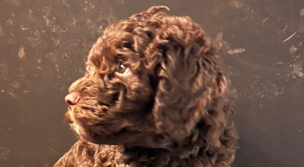 Lagotto Romagnolo