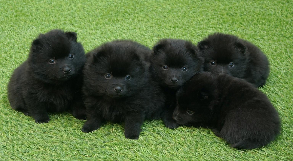 Schipperke