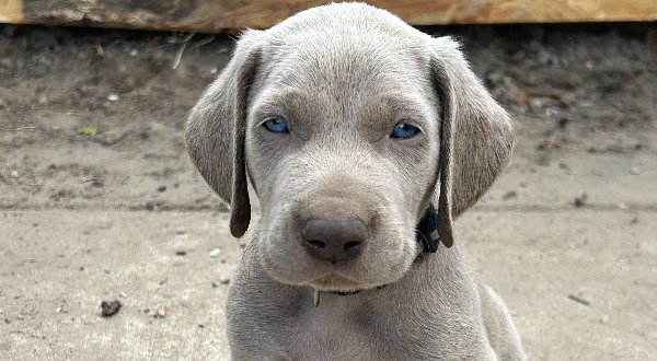 Weimaraner