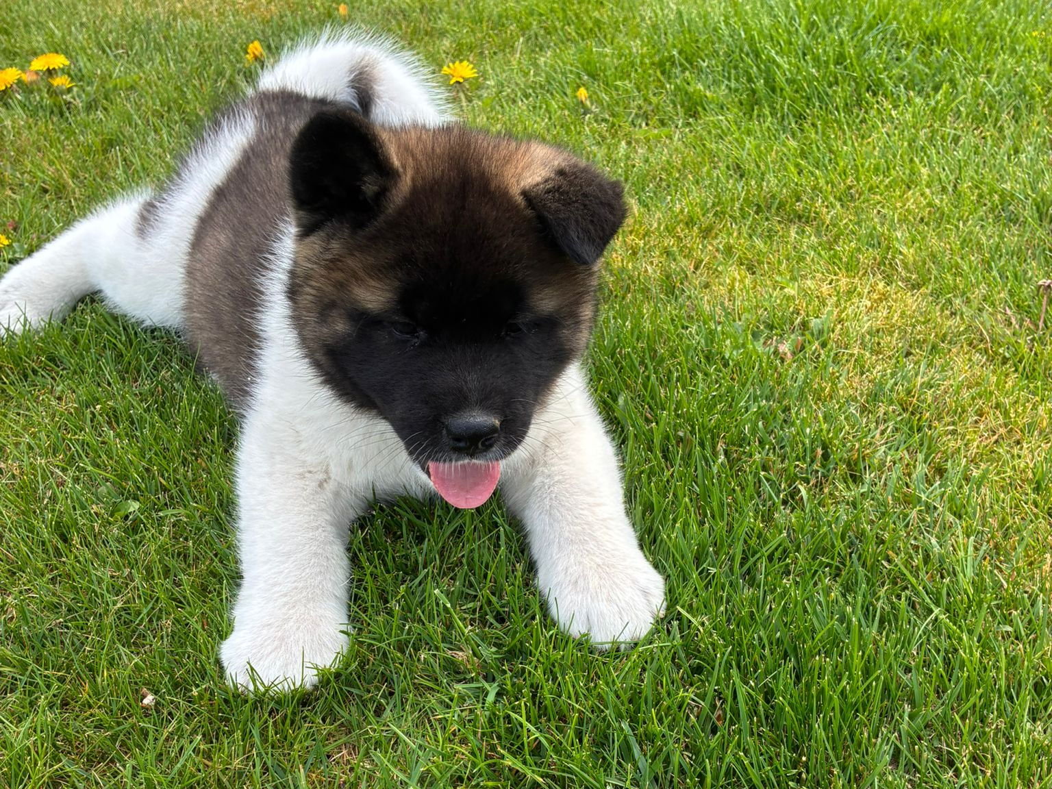 American Akita