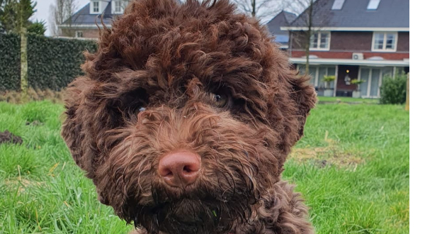 Lagotto Romagnolo