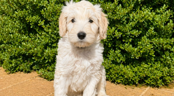 Labradoodle