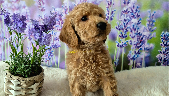 Labradoodle