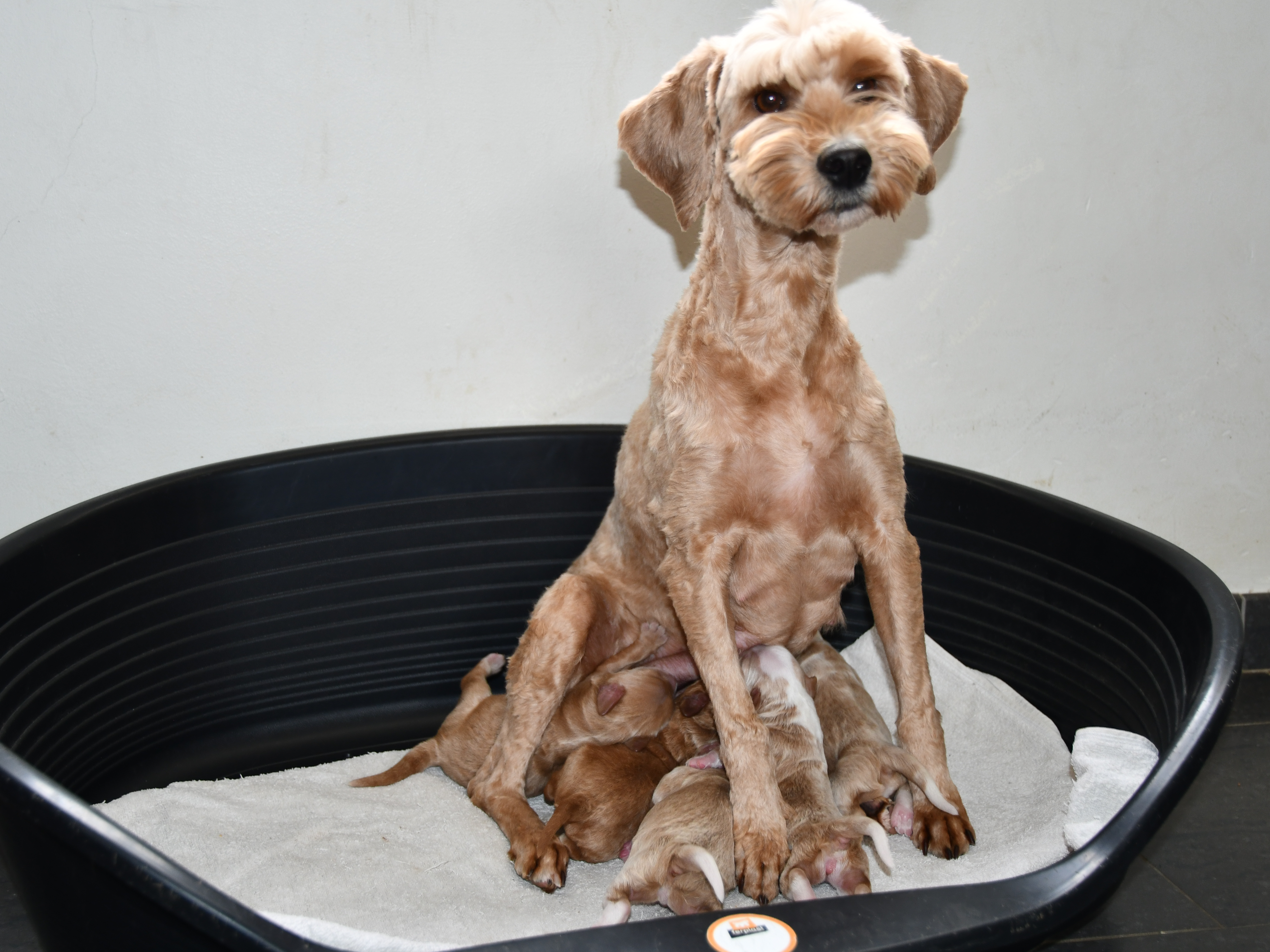 Australian Labradoodle