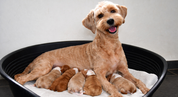 Australian Labradoodle