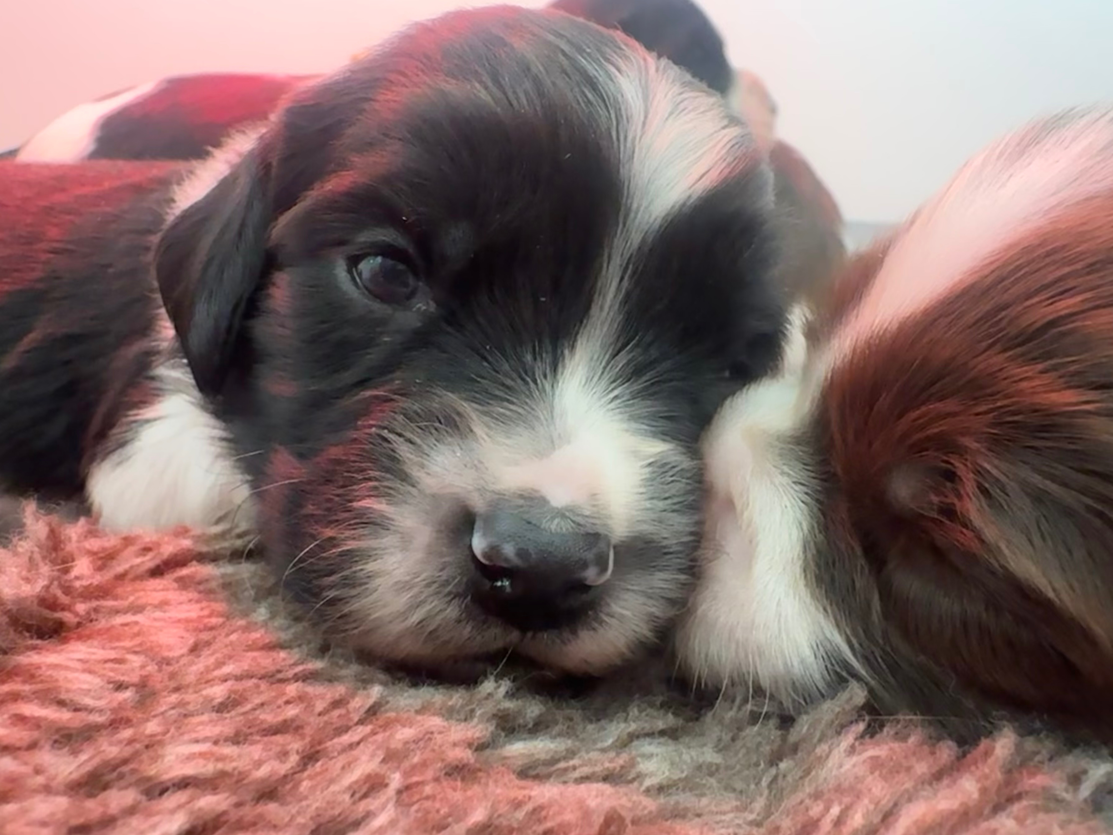 Engelse Springer Spaniel