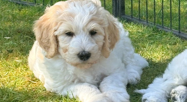 Goldendoodle