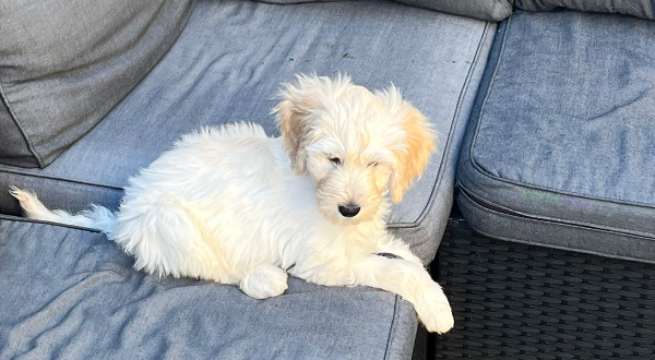 Labradoodle