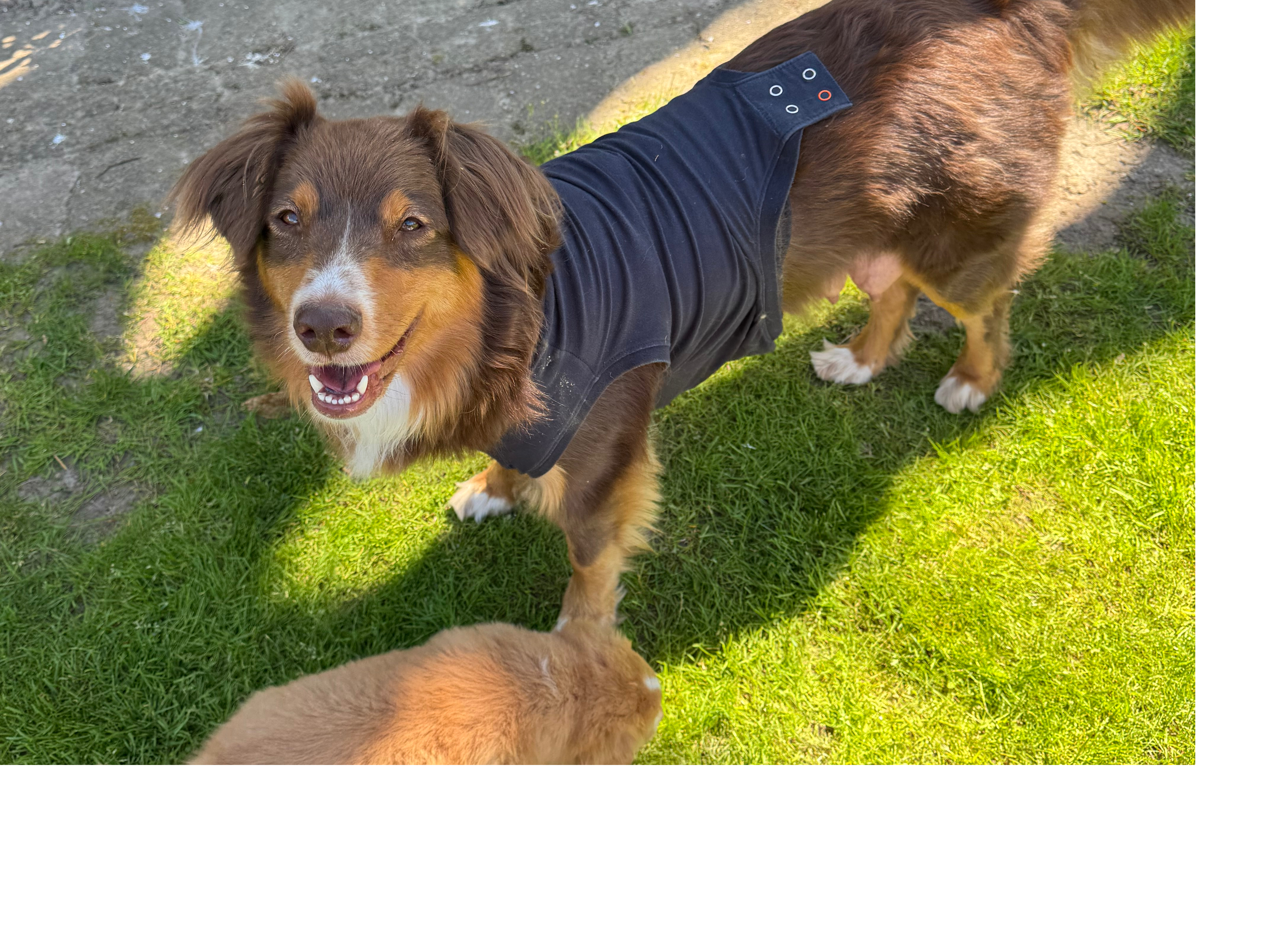 Australian Shepherd
