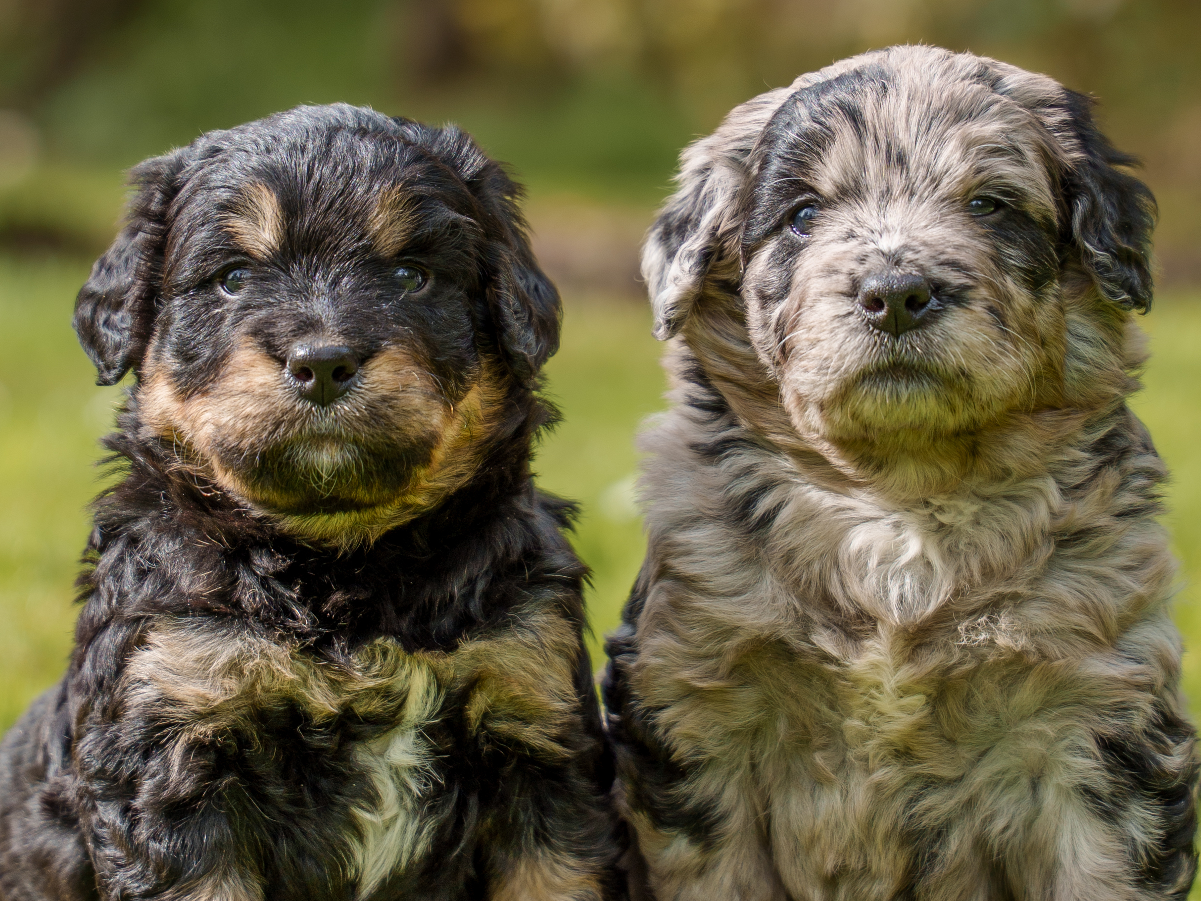 Bernedoodle