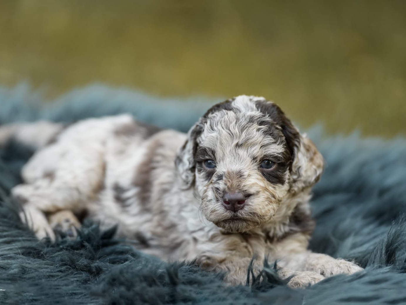 Labradoodle
